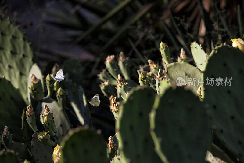 Opuntia ficus仙人掌，绿色仙人掌